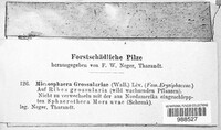 Microsphaera grossulariae image